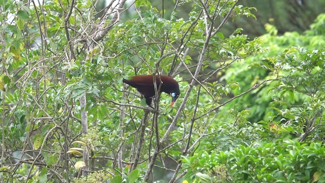 Montezuma Oropendola - ML240370311