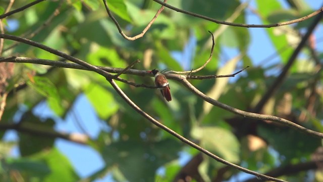 White-crested Coquette - ML240371911