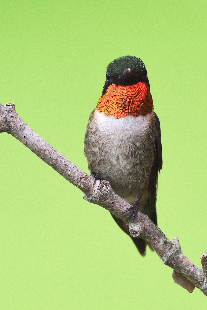 Ruby-throated Hummingbird - ML240372951