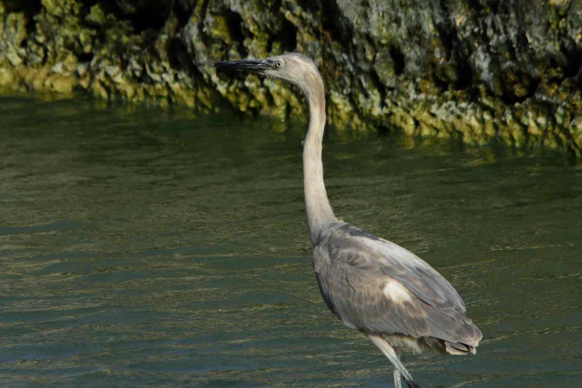Reddish Egret - ML240373241