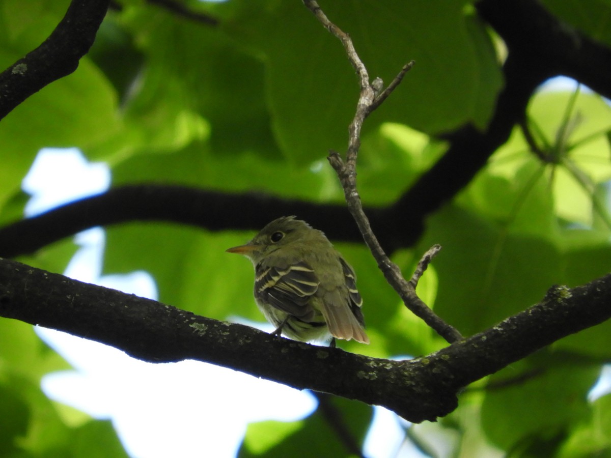 Acadian Flycatcher - ML240373501
