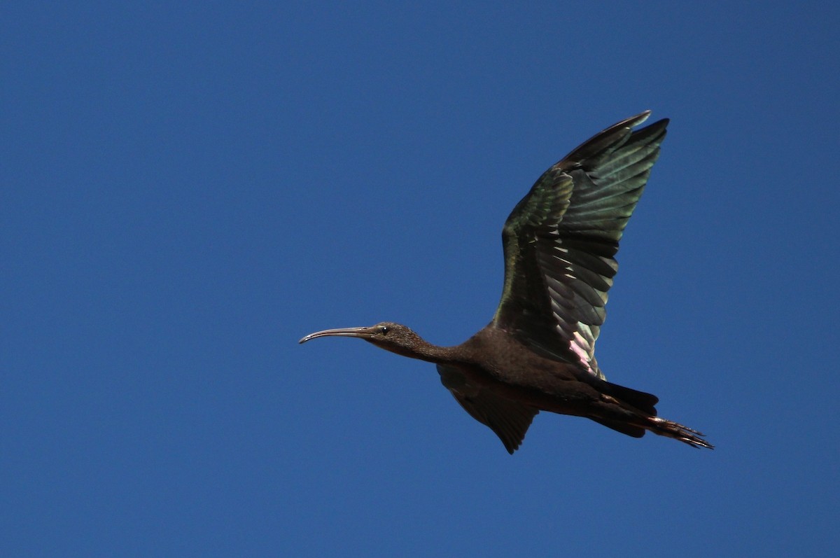 Glossy Ibis - ML240373561