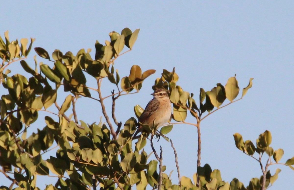 Whinchat - ML240373631