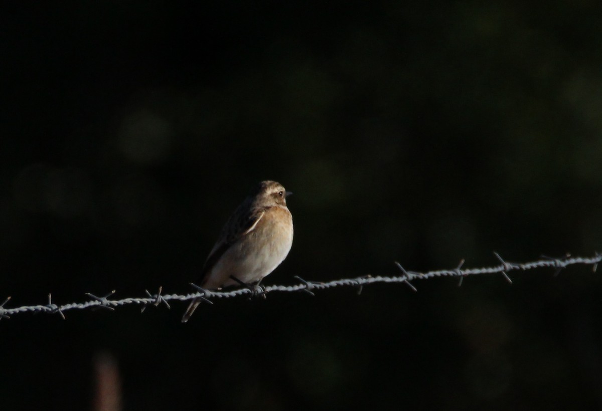 Whinchat - ML240373651