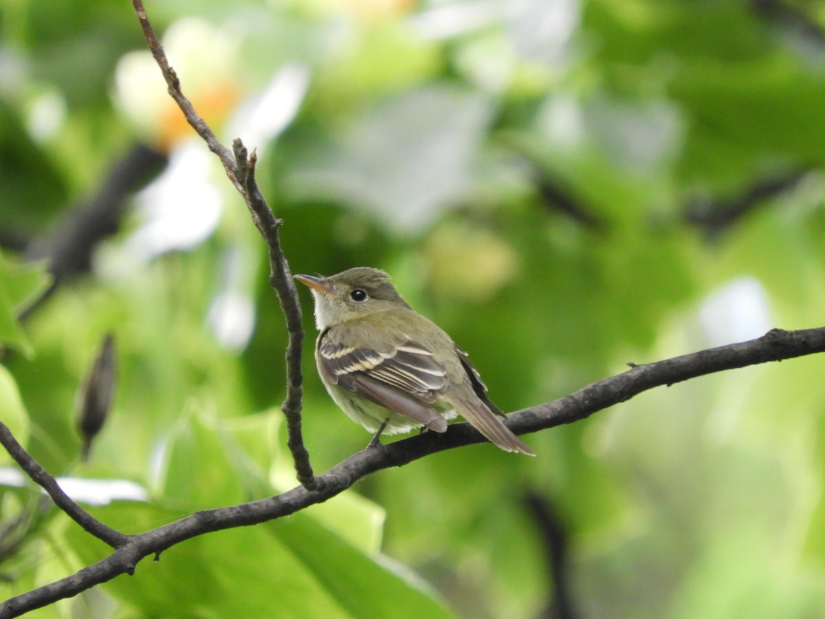 Acadian Flycatcher - ML240373721