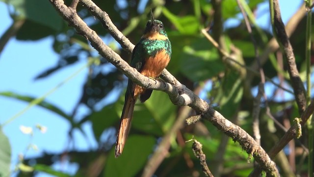 Rufous-tailed Jacamar - ML240373991