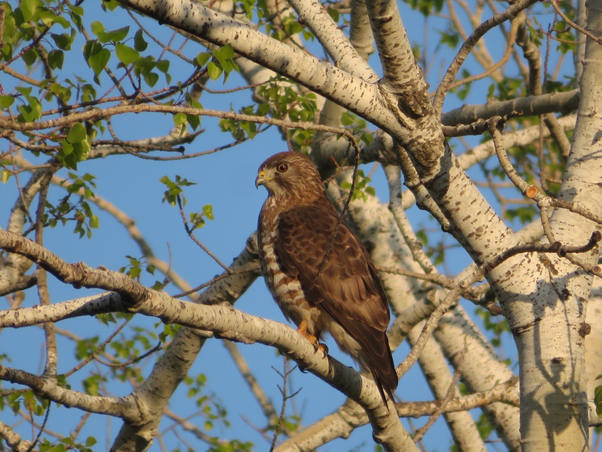 Broad-winged Hawk - ML240375051
