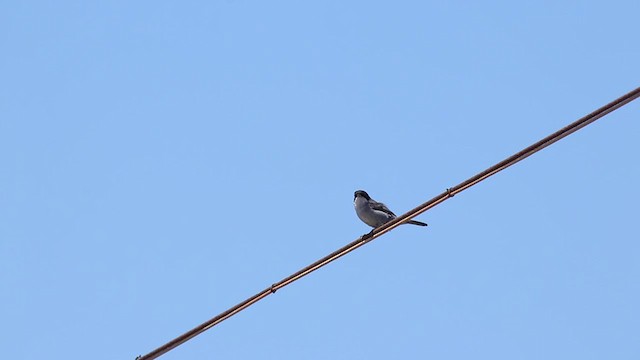 Sardinian Warbler - ML240377471
