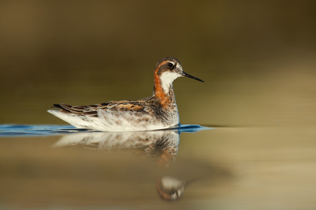 Red-necked Phalarope - Dorian Anderson