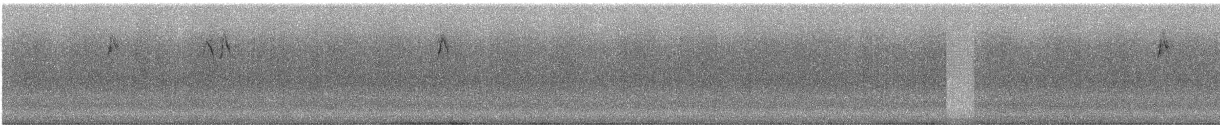 Conirostre des tamarugos - ML240380