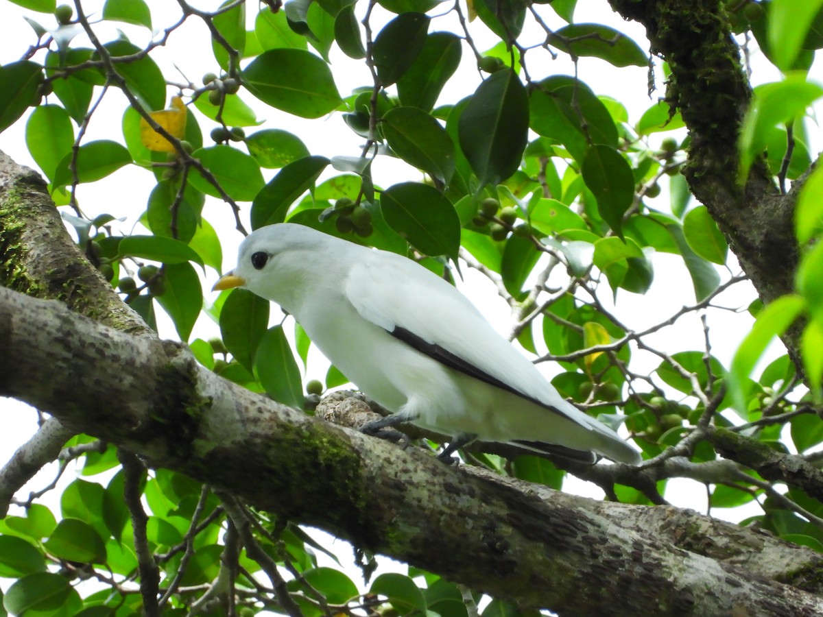 Yellow-billed Cotinga - Jessy Lopez Herra