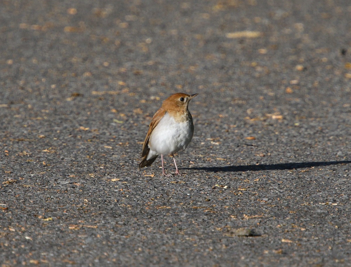 Veery - ML240383381