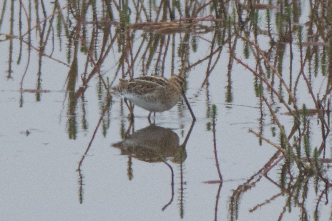 Common/Wilson's Snipe - ML240383541