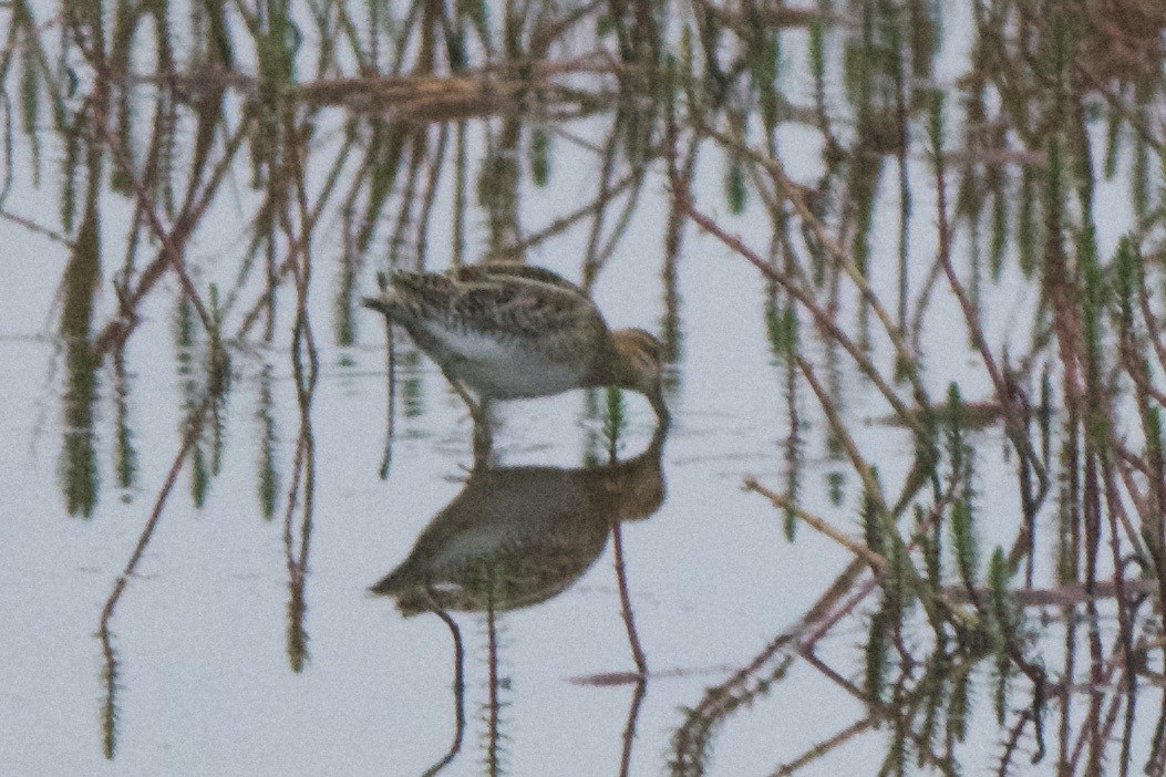 Common/Wilson's Snipe - ML240383551