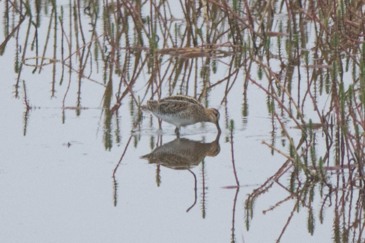 Common/Wilson's Snipe - ML240383561