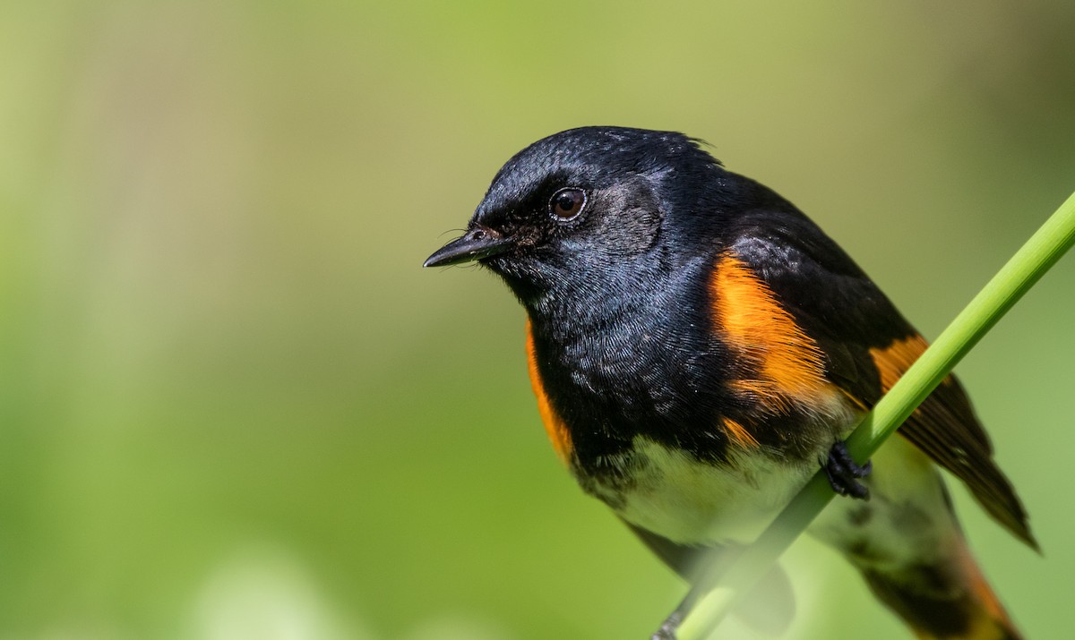 American Redstart - Garrett Hughes