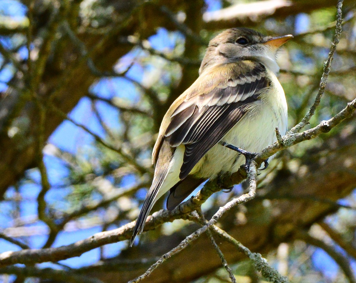 Willow Flycatcher (Eastern) - ML240385761