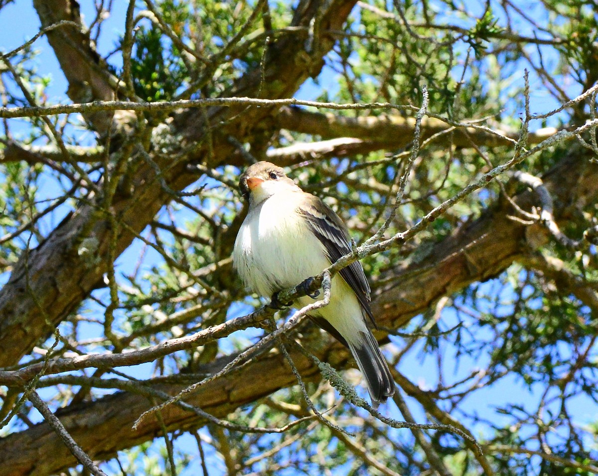 Willow Flycatcher (Eastern) - ML240385781