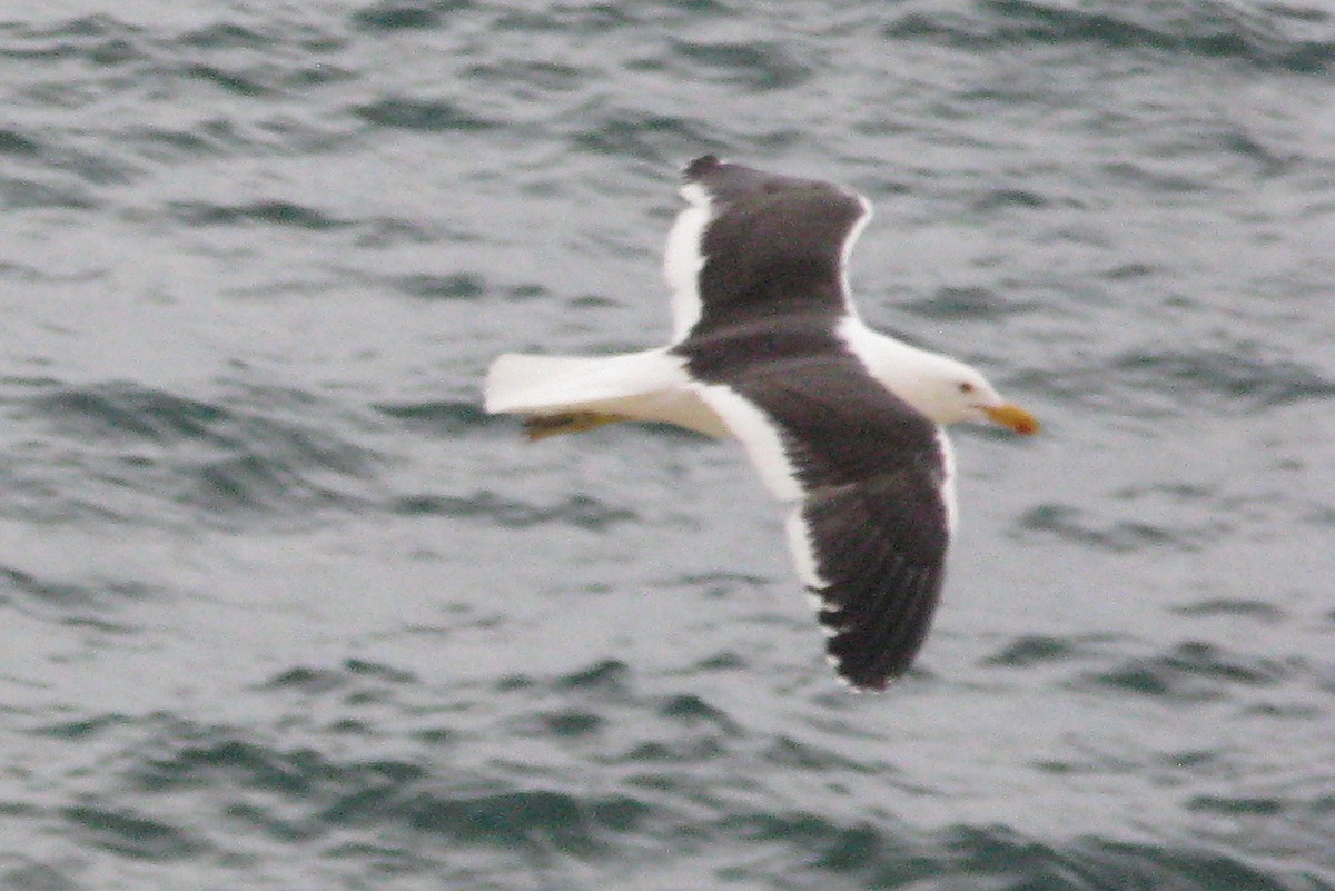 Kelp Gull - ML240386751