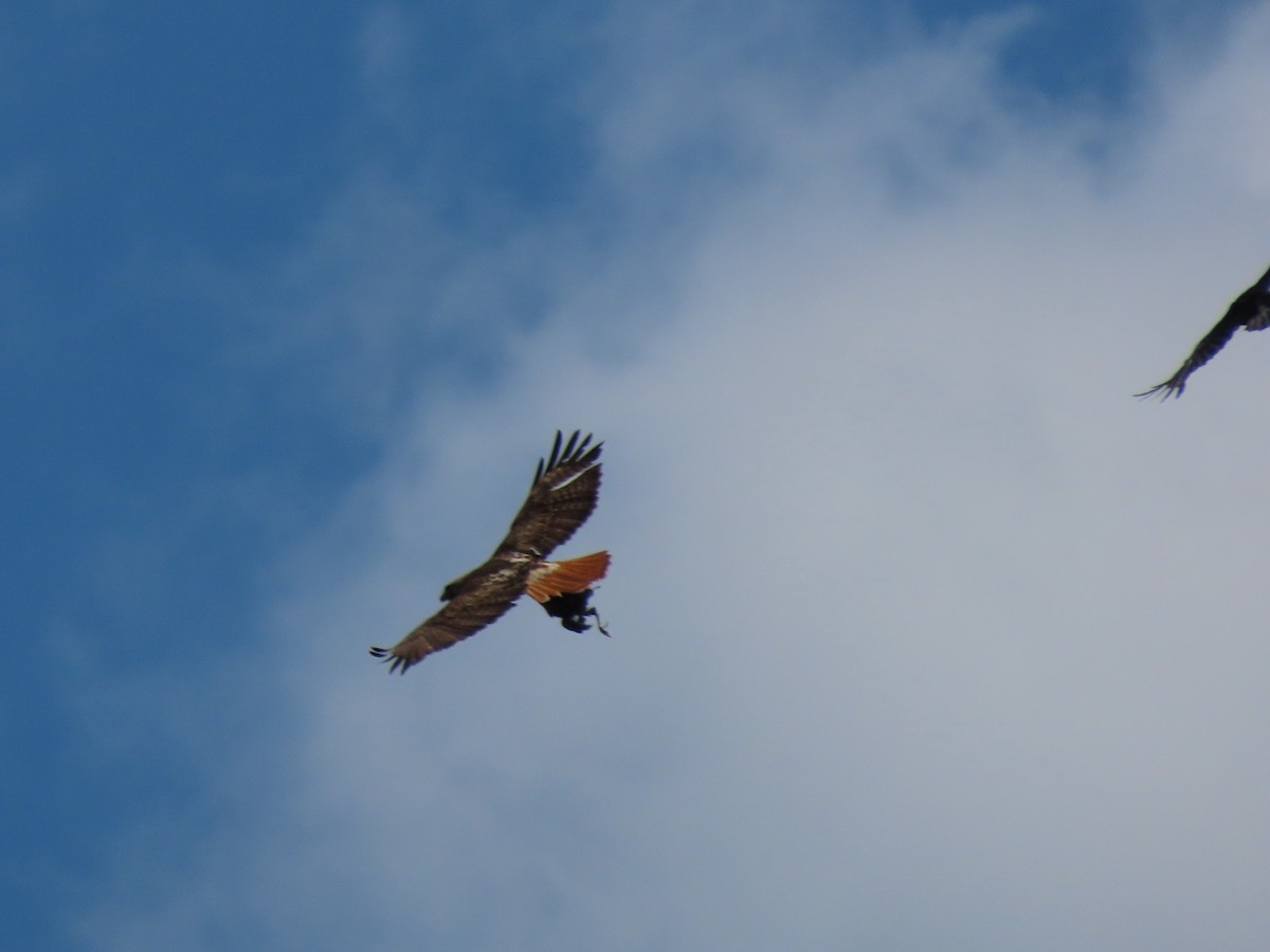 Red-tailed Hawk - ML240387411