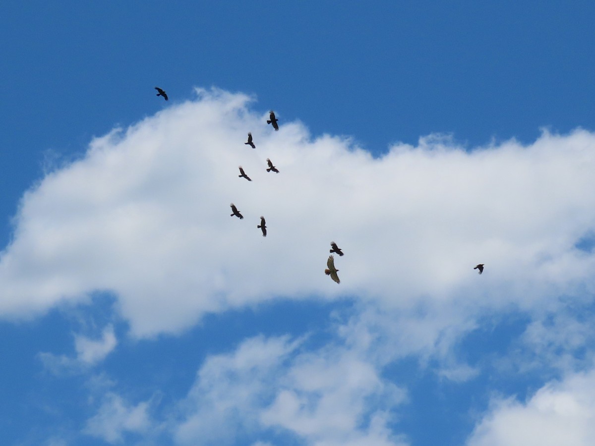 American Crow - ML240387851