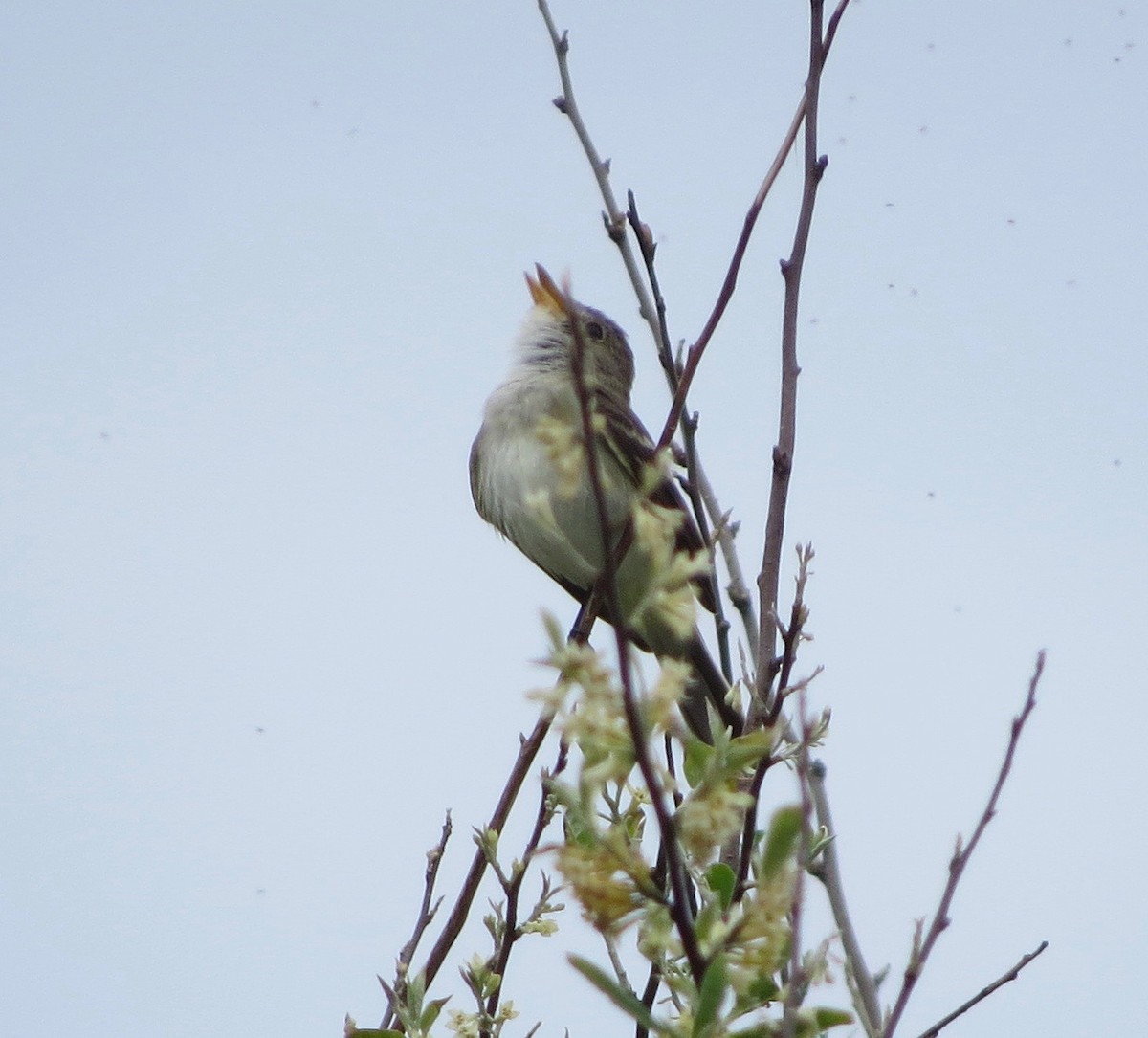 Willow Flycatcher - ML240389311