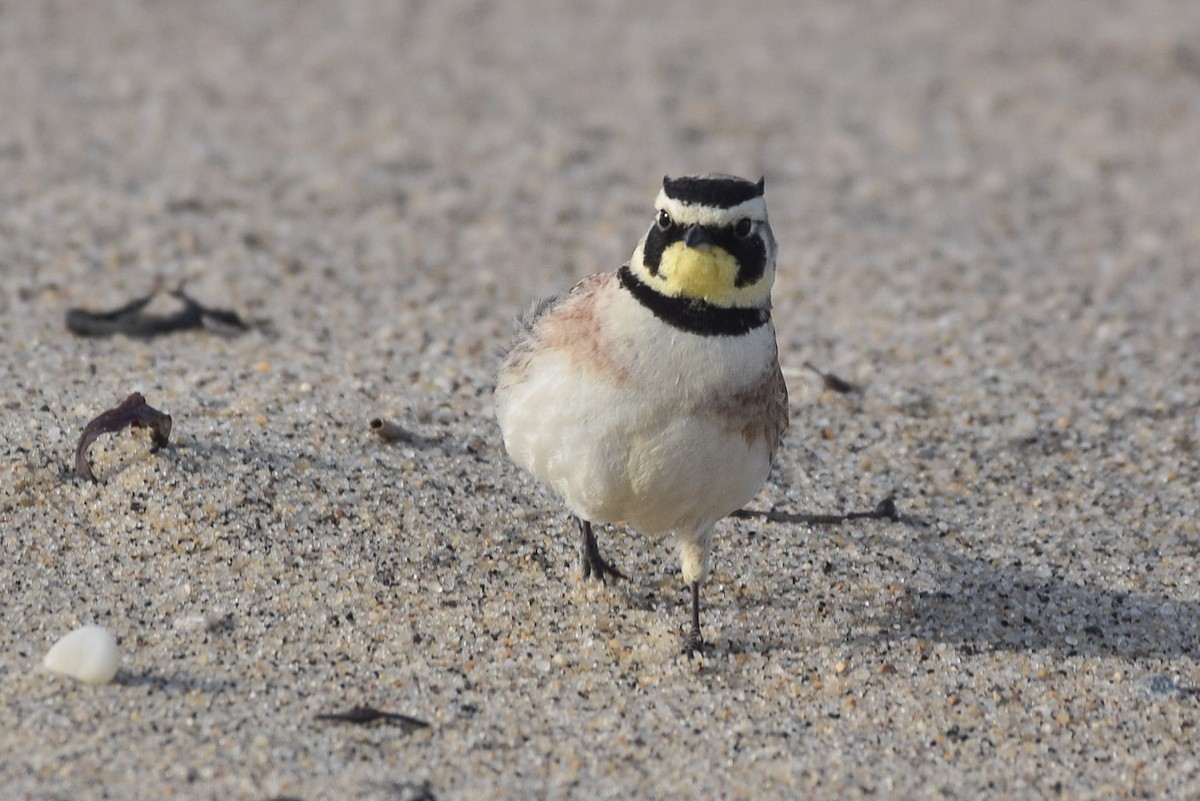 Horned Lark - Patrick Felker