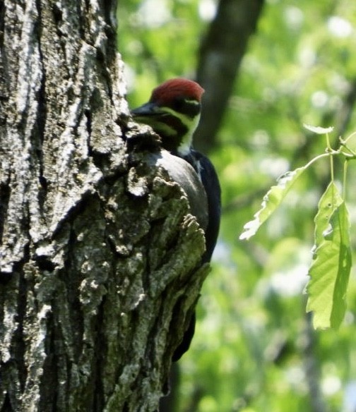Pileated Woodpecker - Lois Rockhill