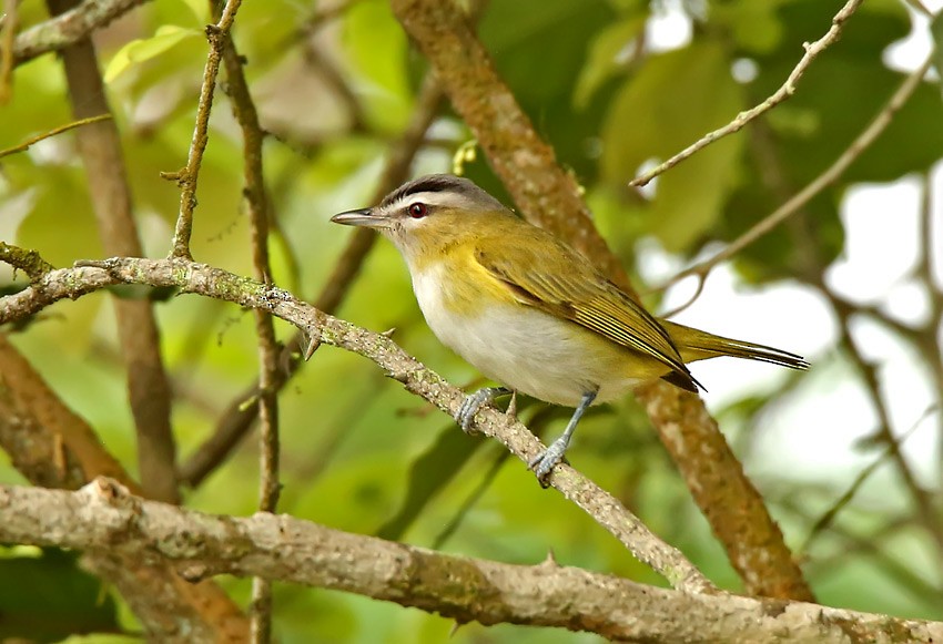 Red-eyed/Chivi Vireo - Roger Ahlman