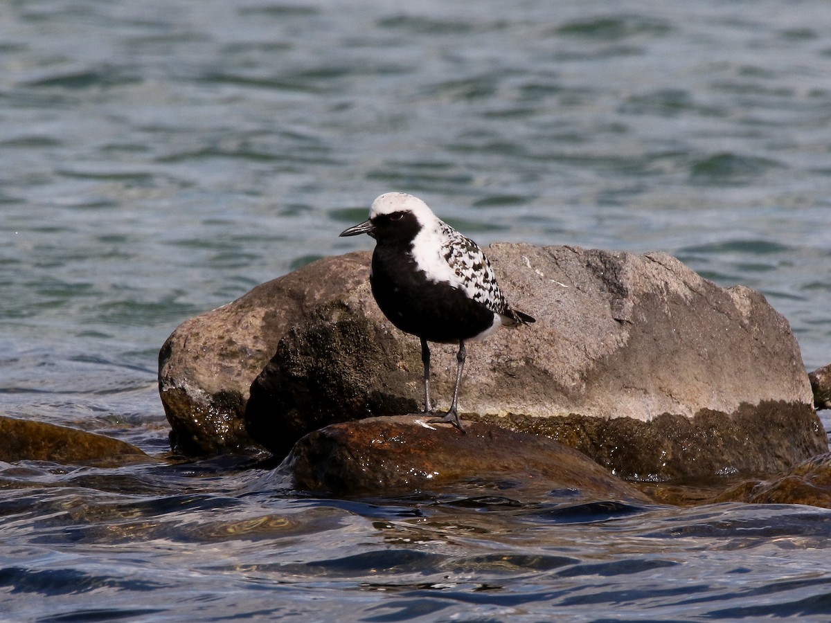 Black-bellied Plover - ML240391531