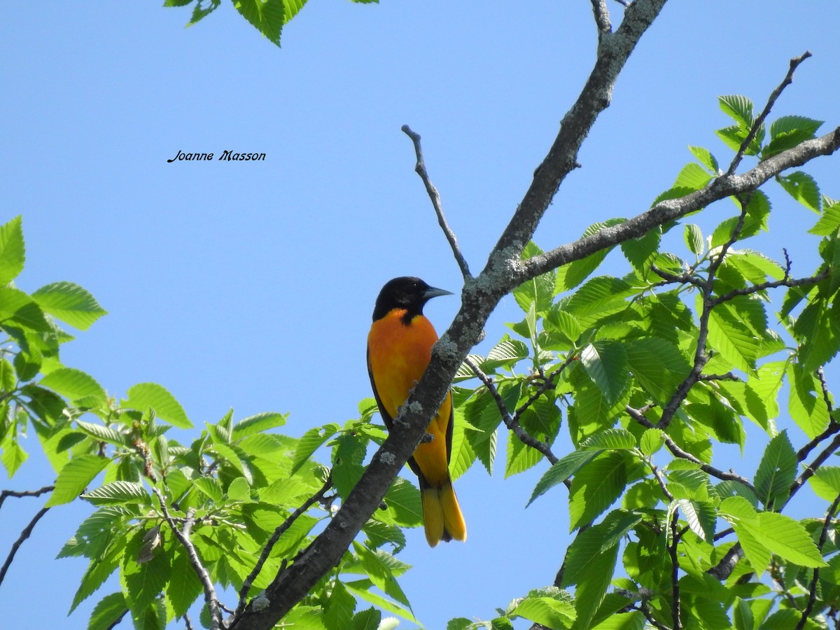 Baltimore Oriole - ML240392601