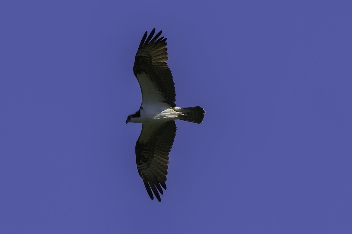 Osprey - ML240392931