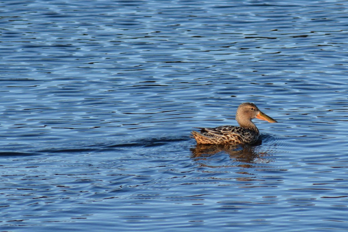 Northern Shoveler - André Desrochers