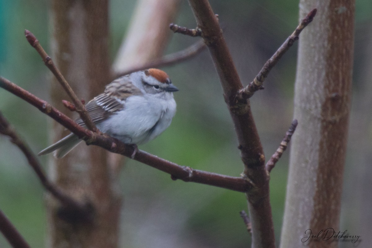 Chipping Sparrow - ML240394861