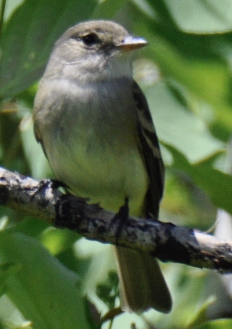 Willow Flycatcher - ML240394981