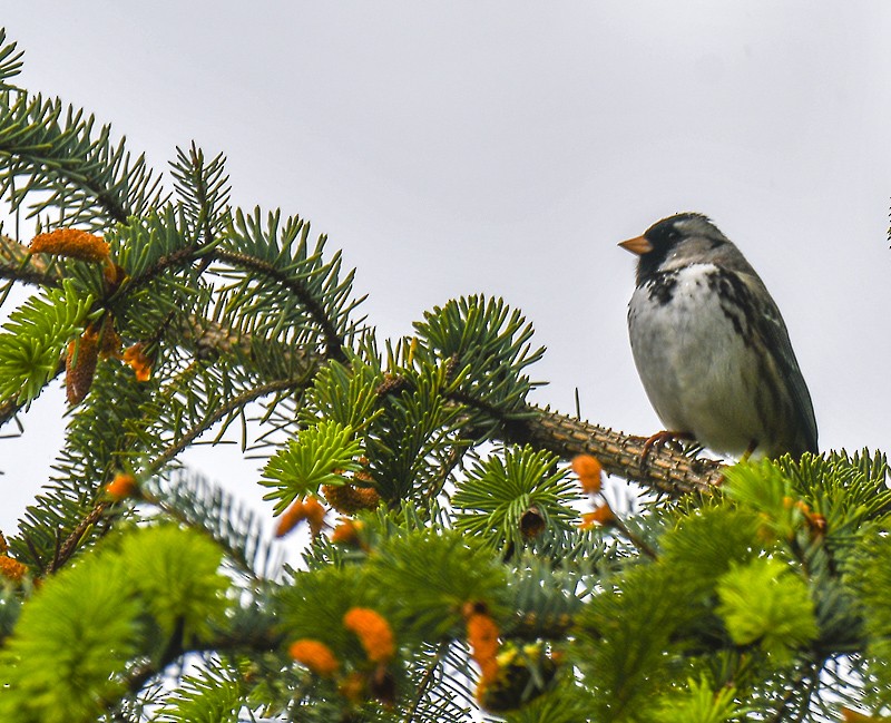 Harris's Sparrow - ML240395001