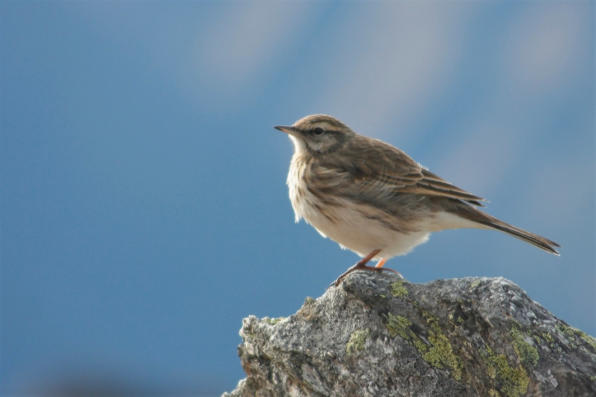 New Zealand Pipit - ML240395571