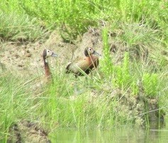 White-faced Whistling-Duck - Charles Avenengo