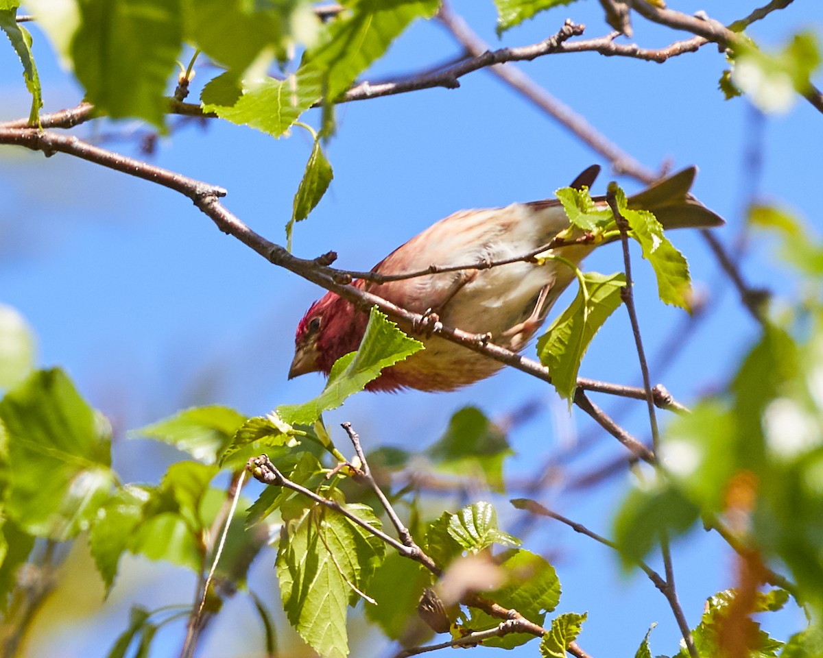 Purple Finch - ML240396261