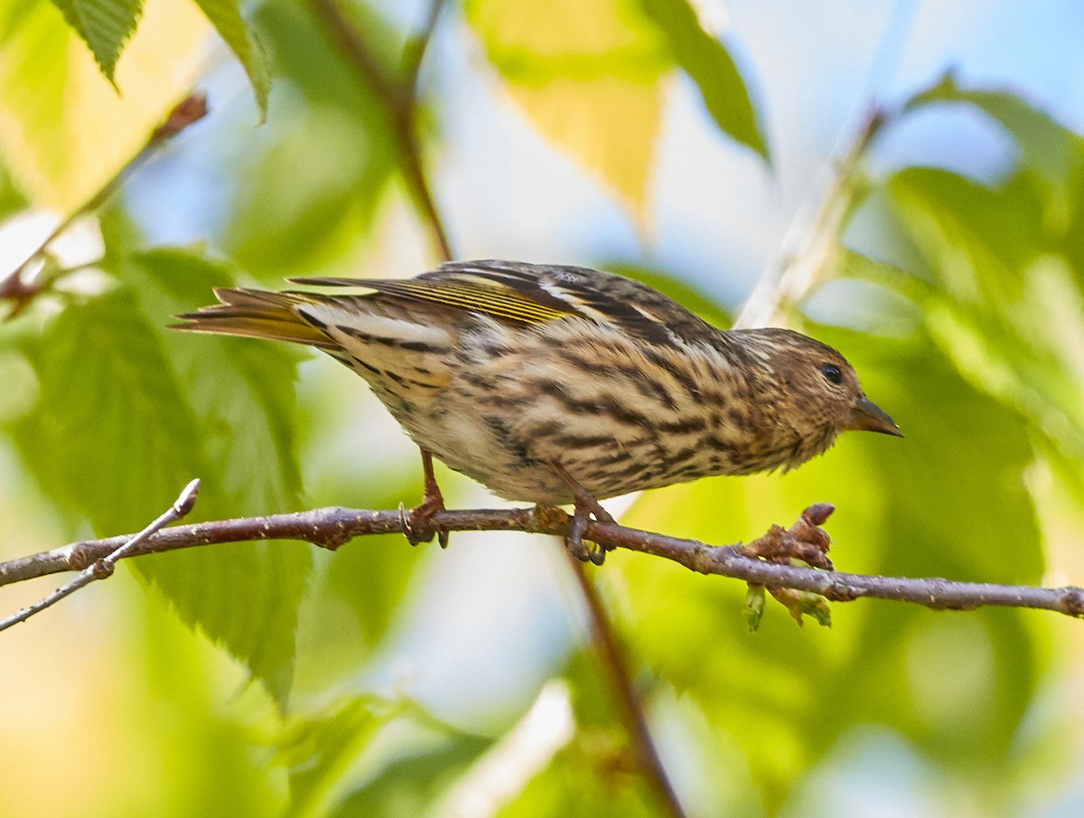 Pine Siskin - ML240396291