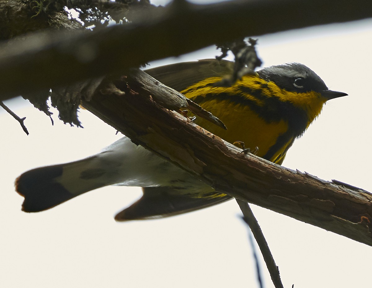 Magnolia Warbler - ML240396531