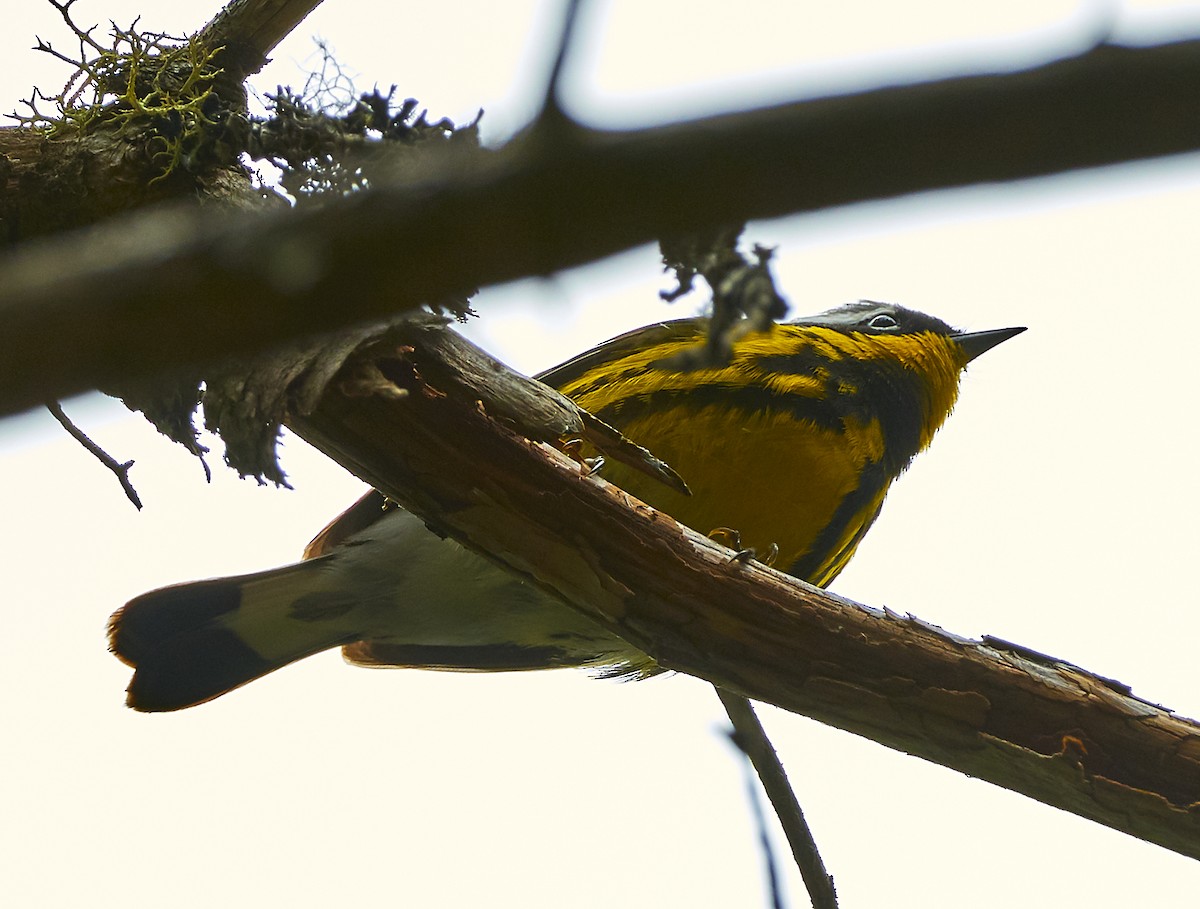 Magnolia Warbler - ML240396541