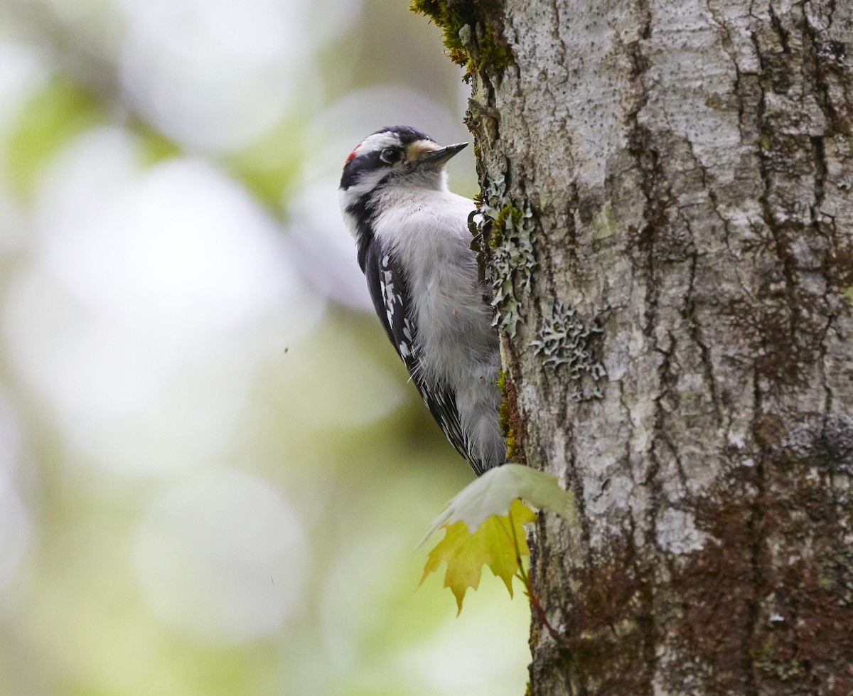 Downy Woodpecker - ML240396881