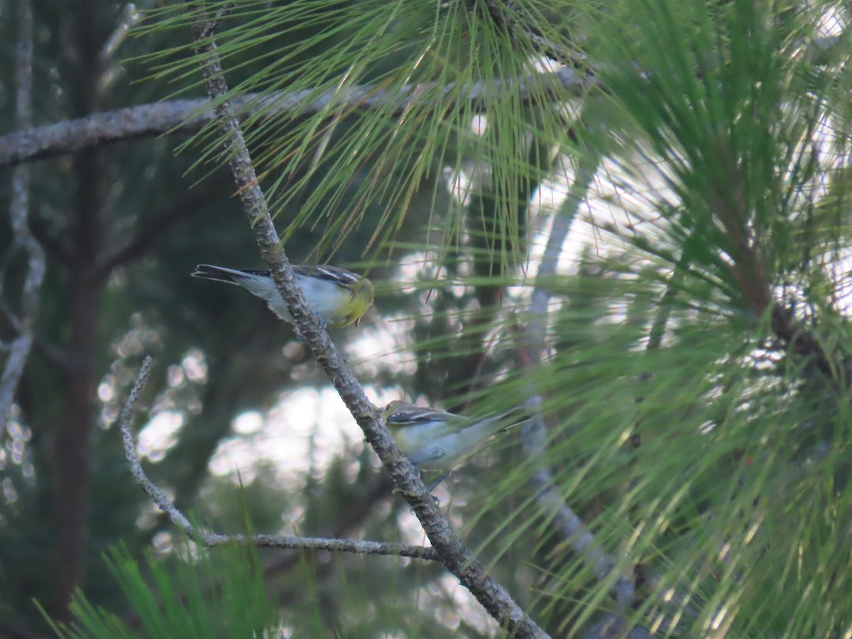 gulbrystvireo - ML240396991