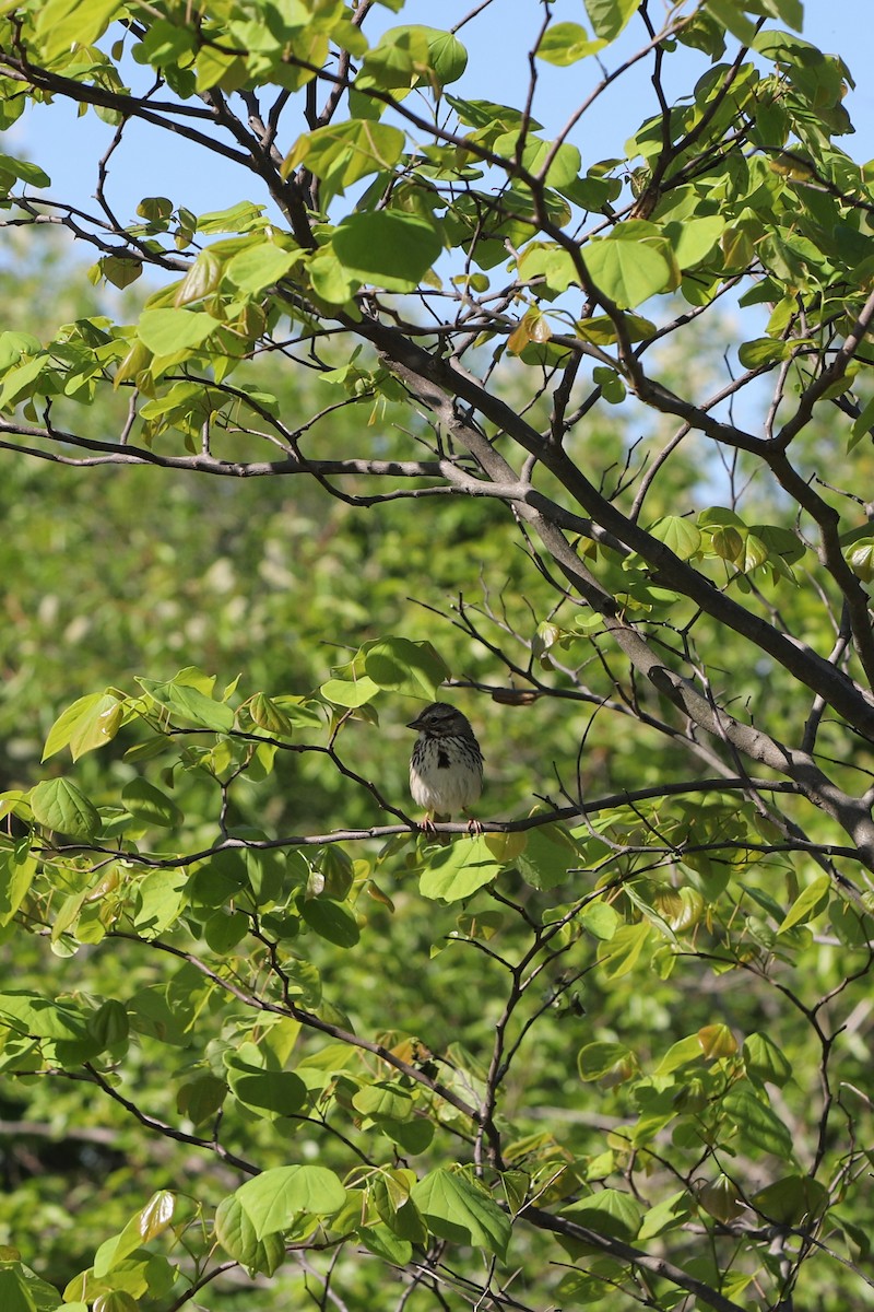 Song Sparrow - ML240399241