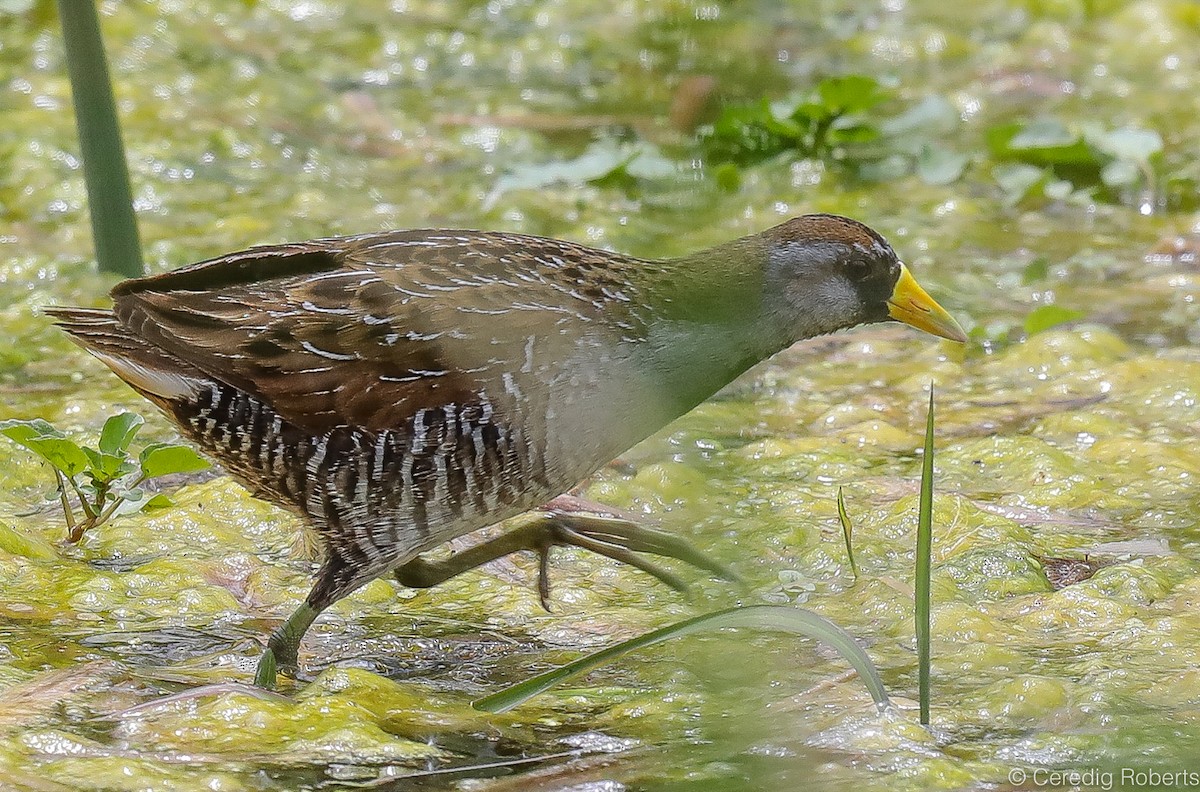 カオグロクイナ - ML240401751