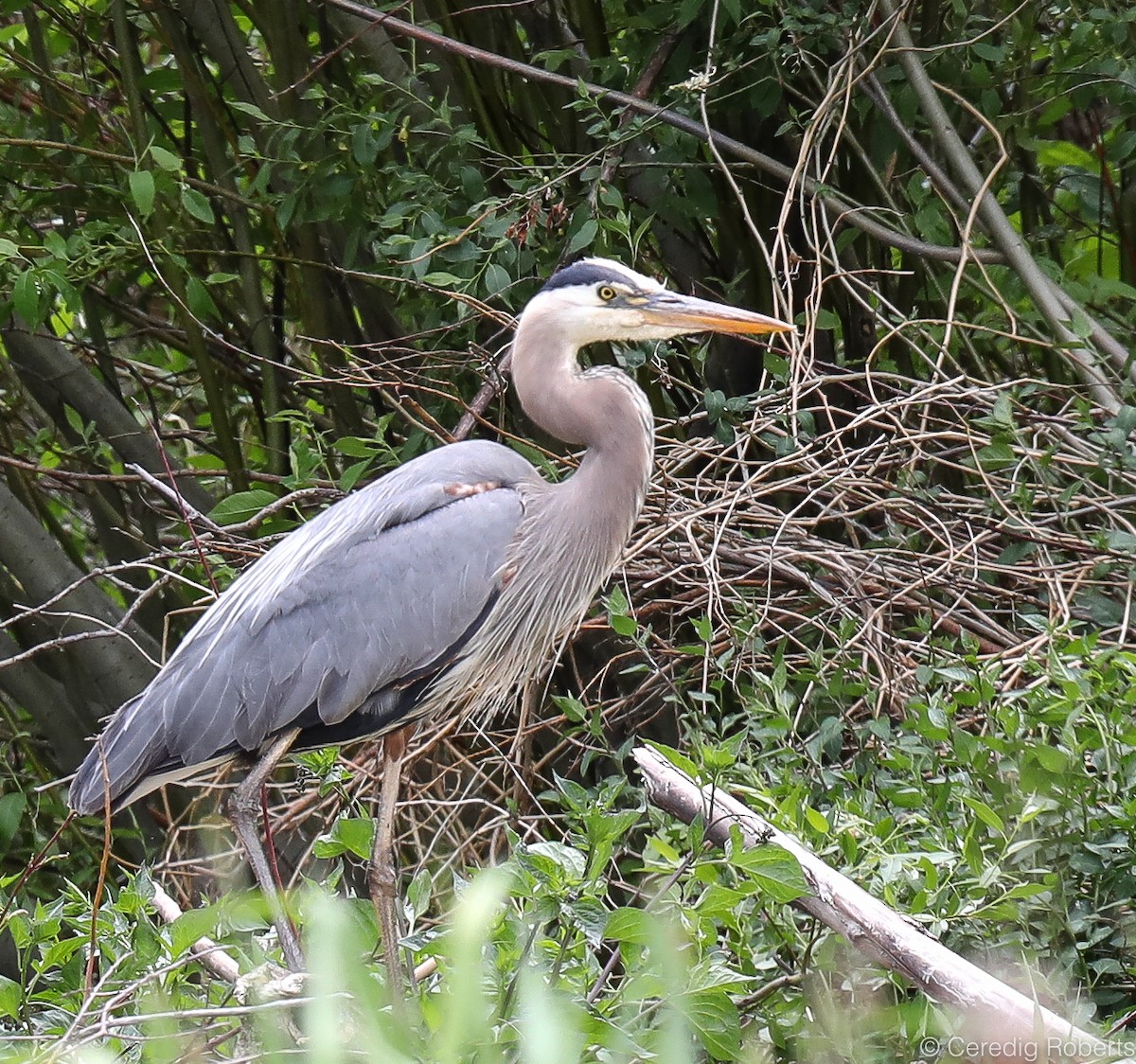 Great Blue Heron - ML240401821