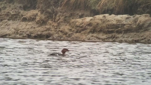 Common Merganser - ML240403291