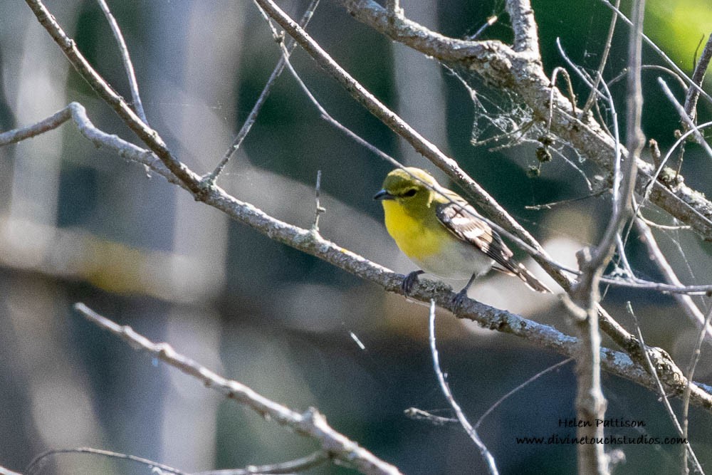 Yellow-throated Vireo - ML240403501