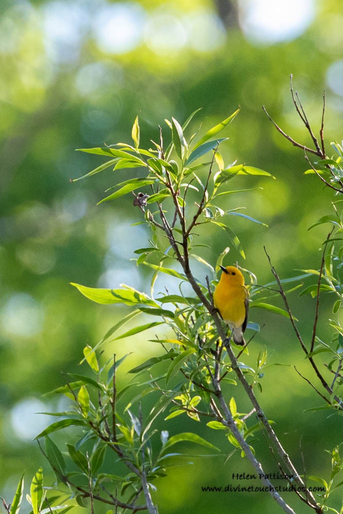 Prothonotary Warbler - ML240403741